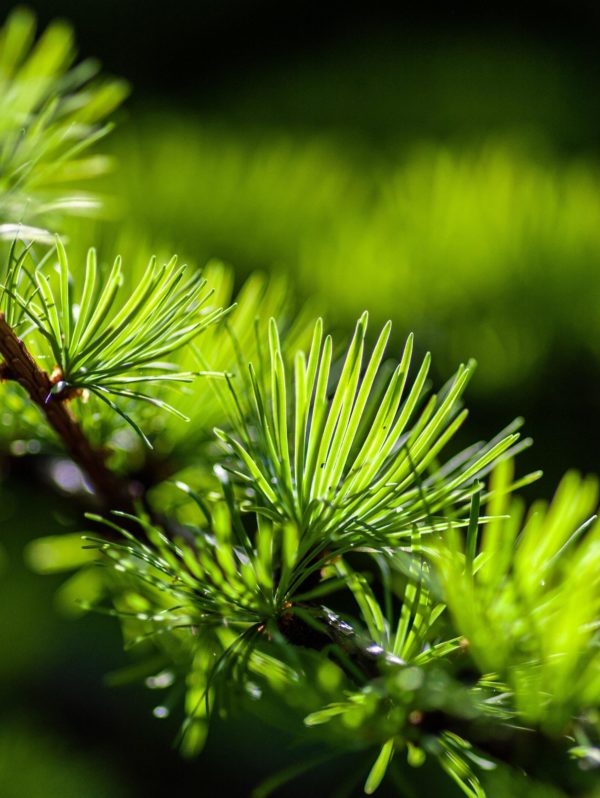 larch
